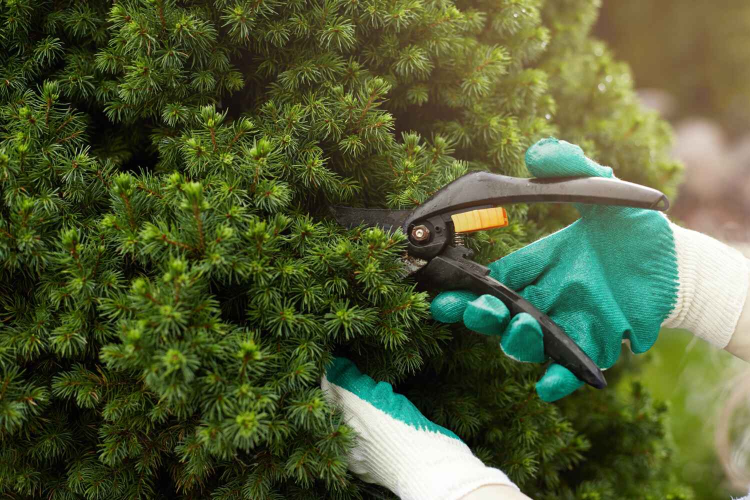 Professional Tree Service in Rosebud, SD